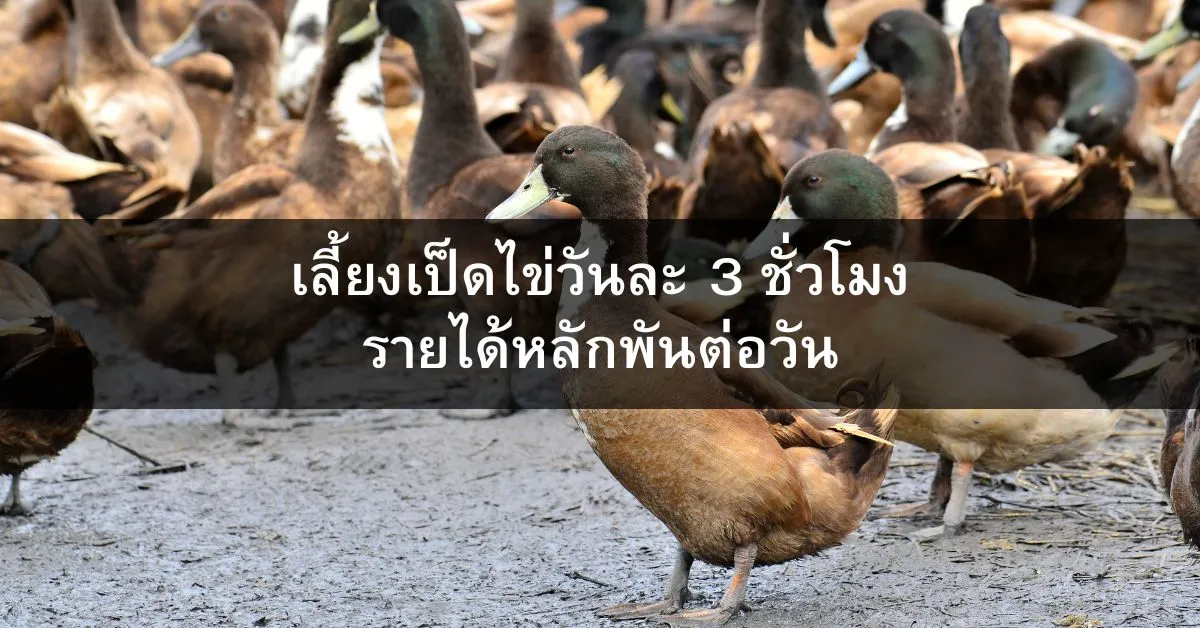 เป็ดไล่ทุ่ง ทางเลือกสร้างรายได้ยุคเศรษฐกิจฝืด ด้วยการเลี้ยงเป็ดไข่วันละ 3 ชั่วโมง