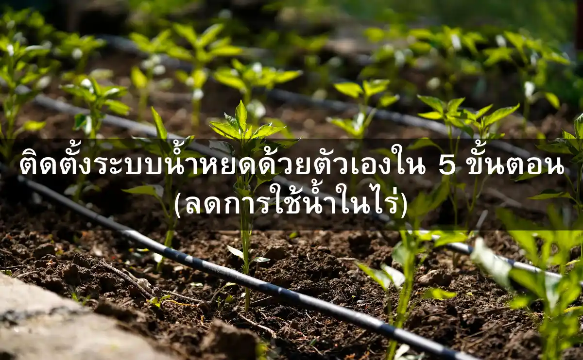 DIY ติดตั้งระบบน้ำหยดในไร่ ทำเองง่ายๆ ลดต้นทุน เพิ่มผลผลิต